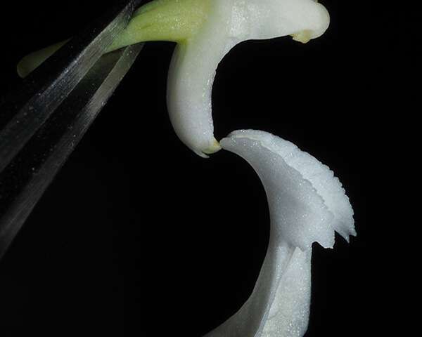 Dendrobium niveolabium
